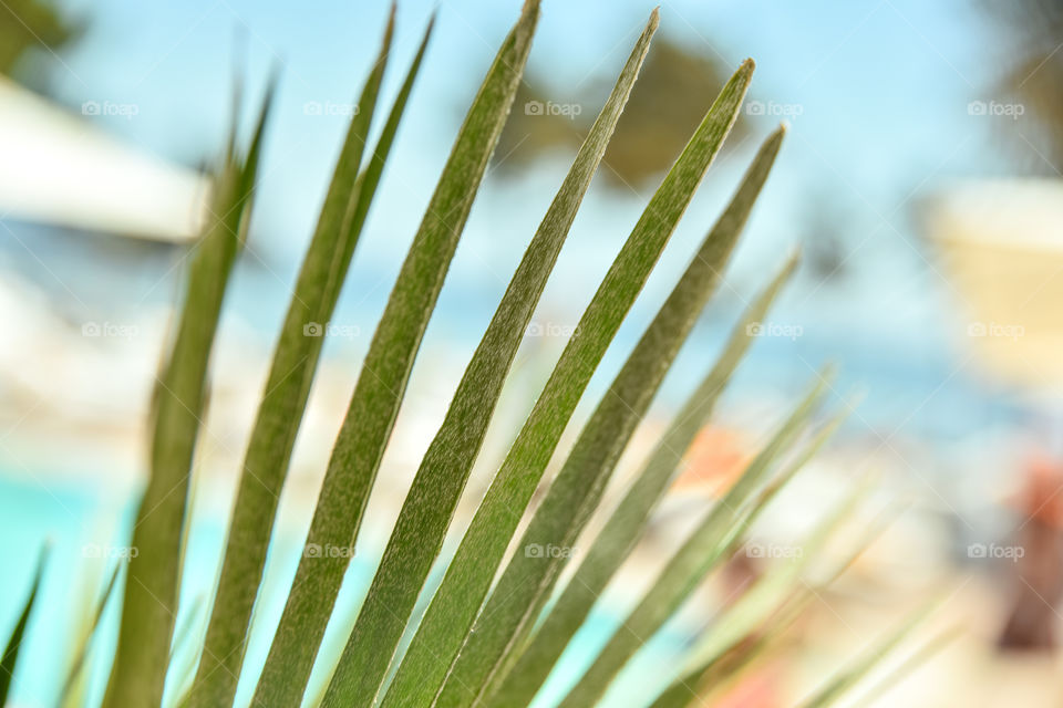 Palm leaf on a blur background