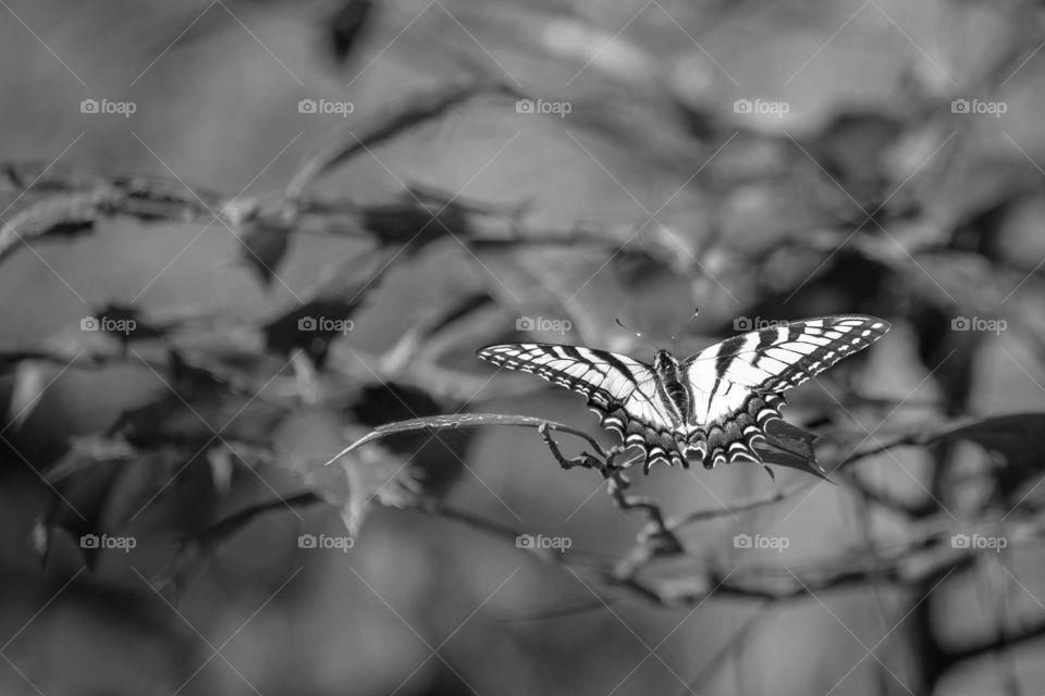 An eastern tiger swallowtail delicately perches upon a leaf. Crowder Park, Apex, North Carolina. 