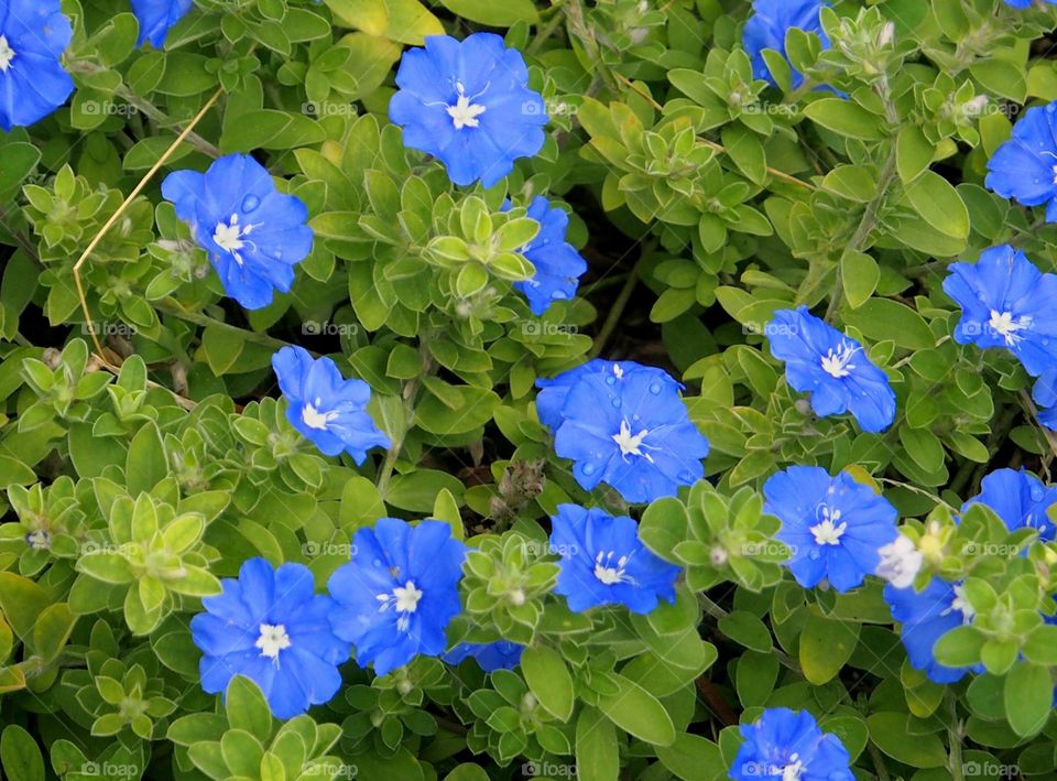 Blossom of flowers in the garden