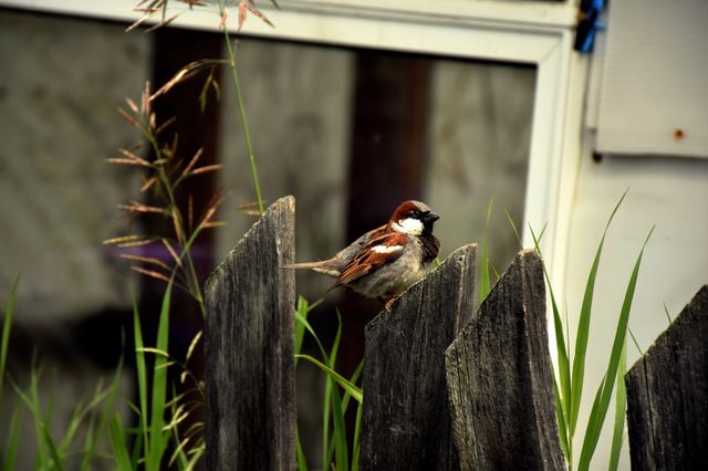 Bird on fence