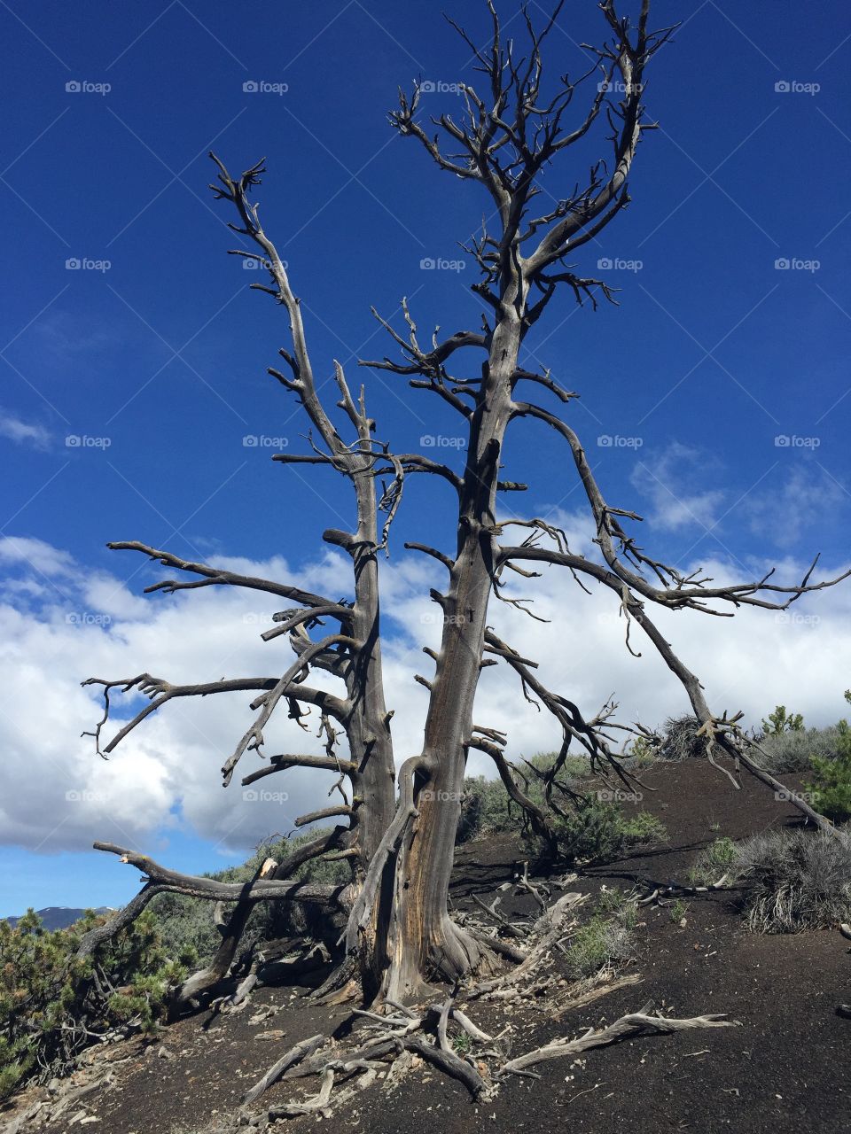 Tree in lava field 