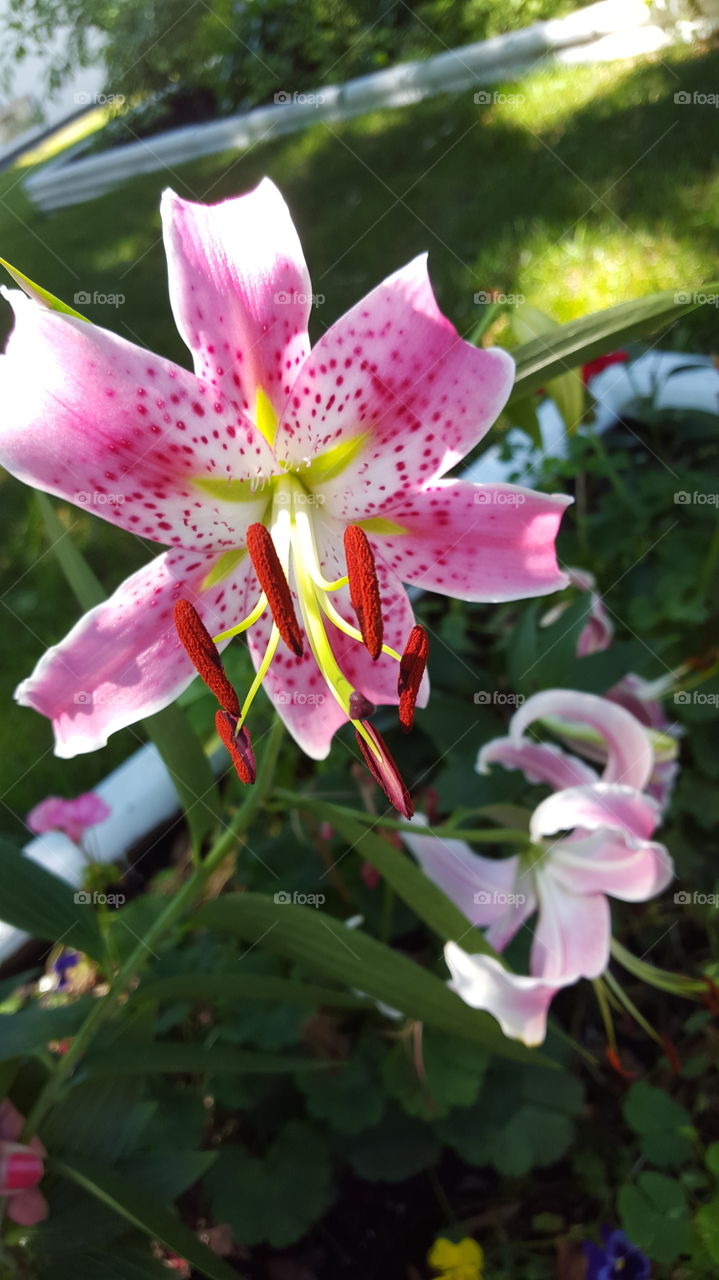 my pink lily. i just love lilies all over ourhouse every summer