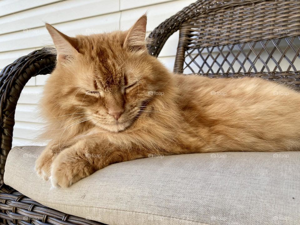 Orange cat on porch chair with eyes closed 