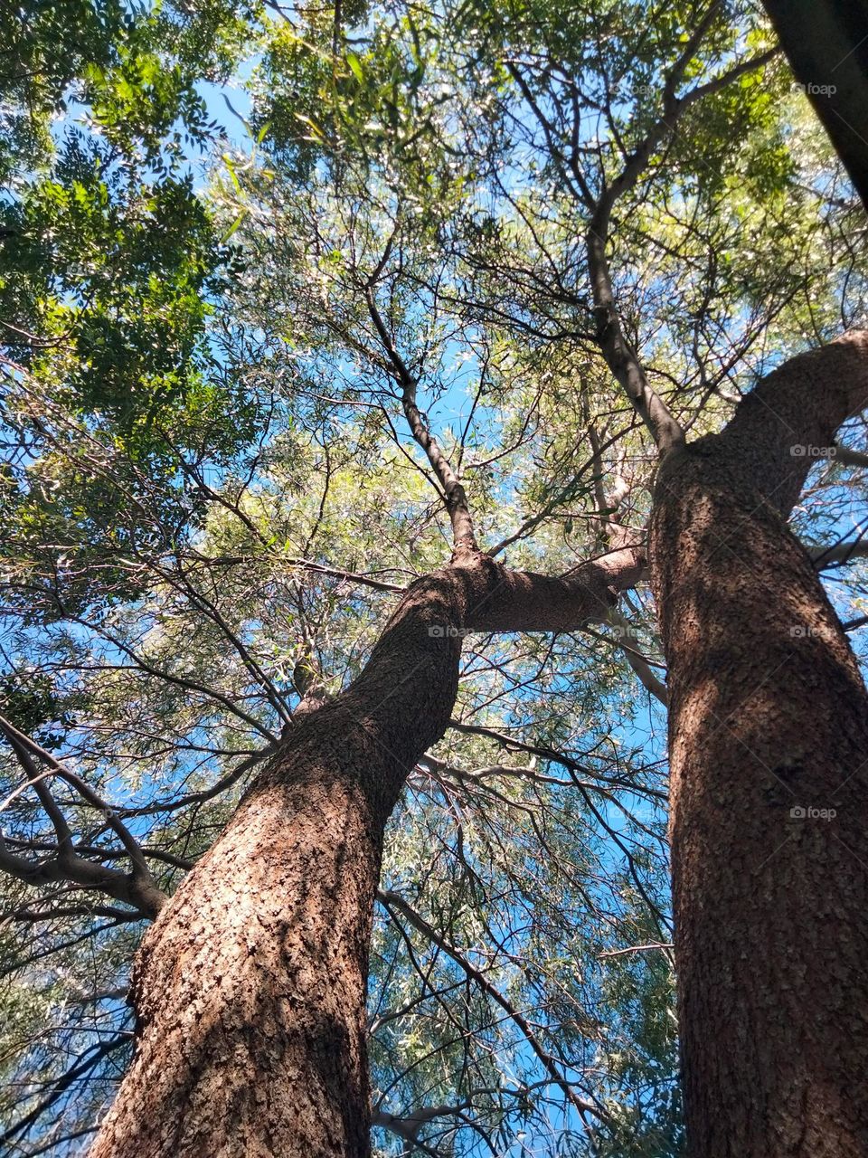 From the ground up looking up at a red bloodwood tree in Tooraweenah NSW Australia