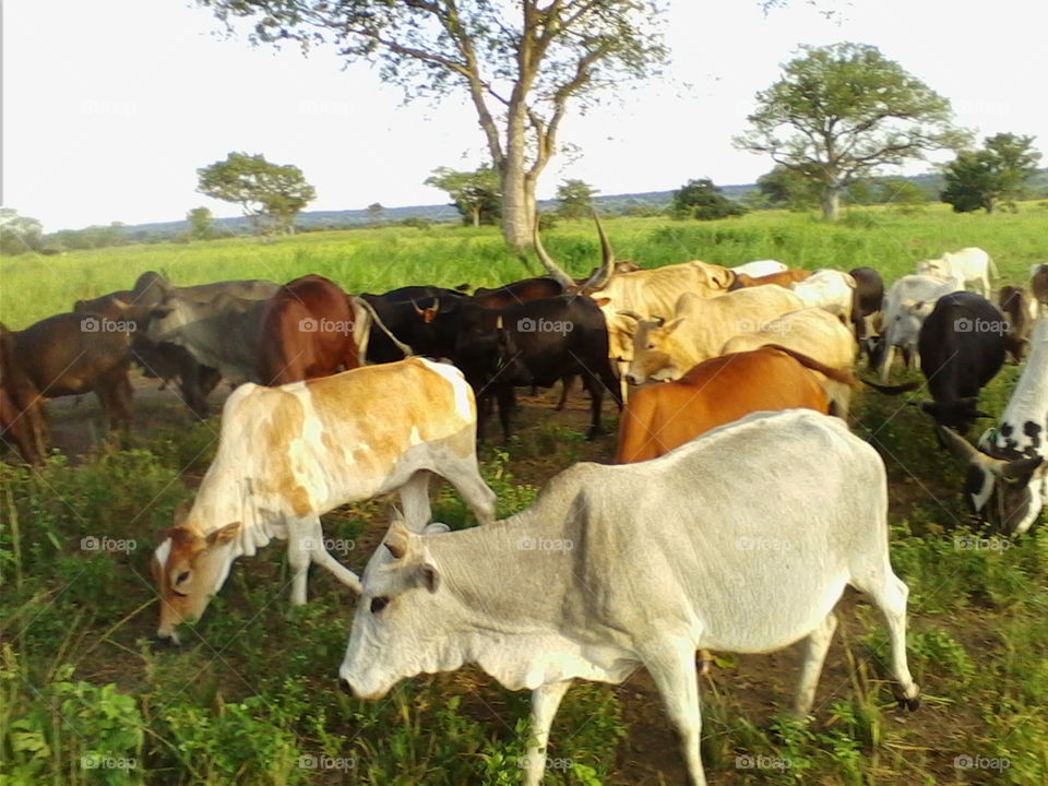 Indigenous Zebu cows.