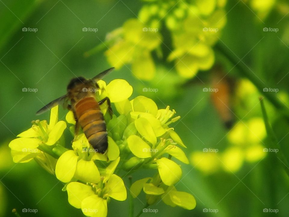 Bee is collecting honey from flower master oil flower