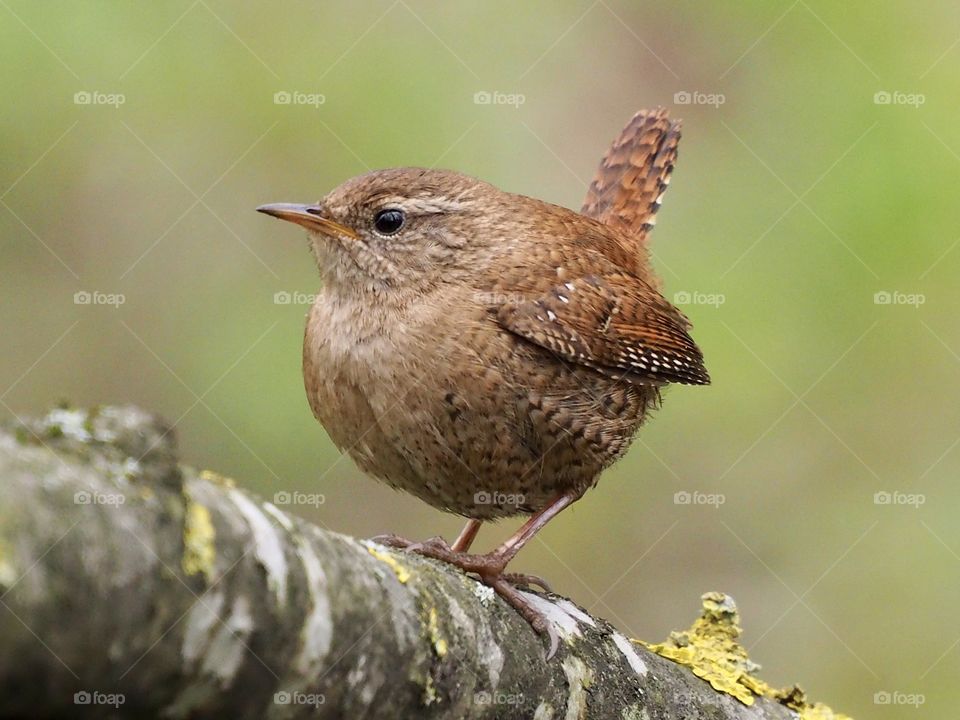 Wren