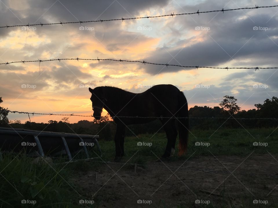 Horse Silhouette at Dusk