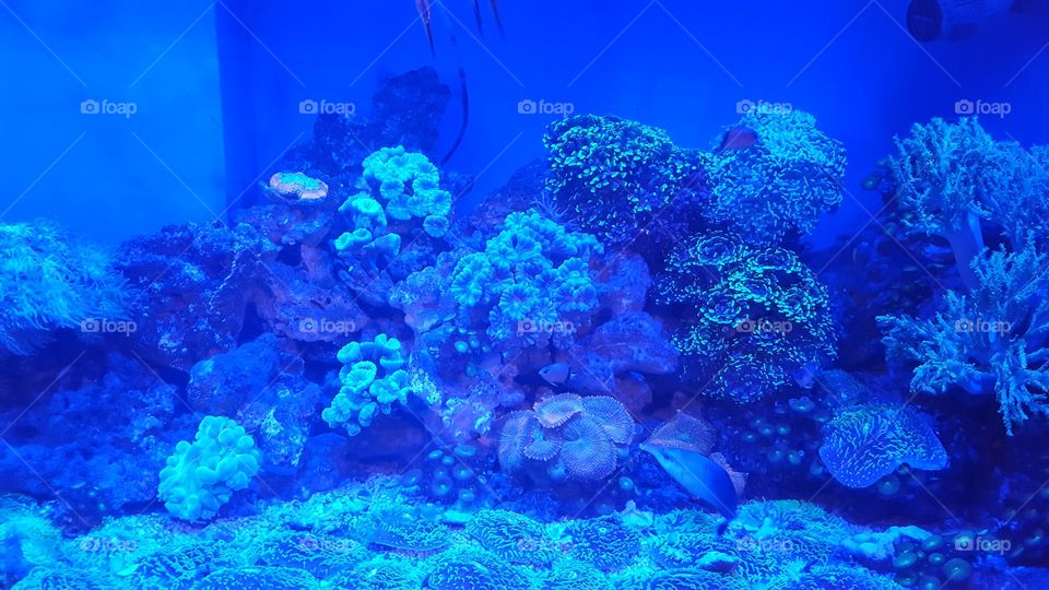 Aquarium ~ blue ~ sea ~ corals