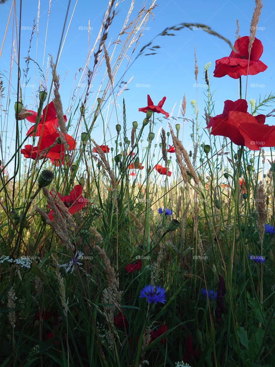 field of flowers