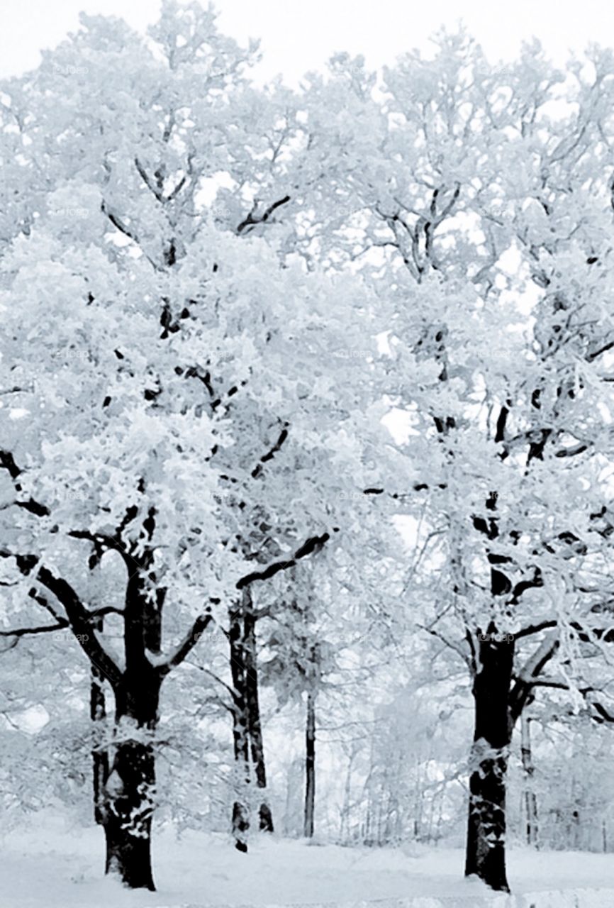 Ice on trees