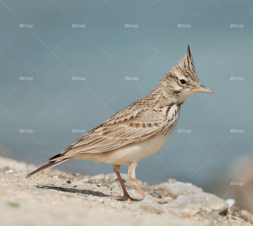 Bahrain wildlife pictures