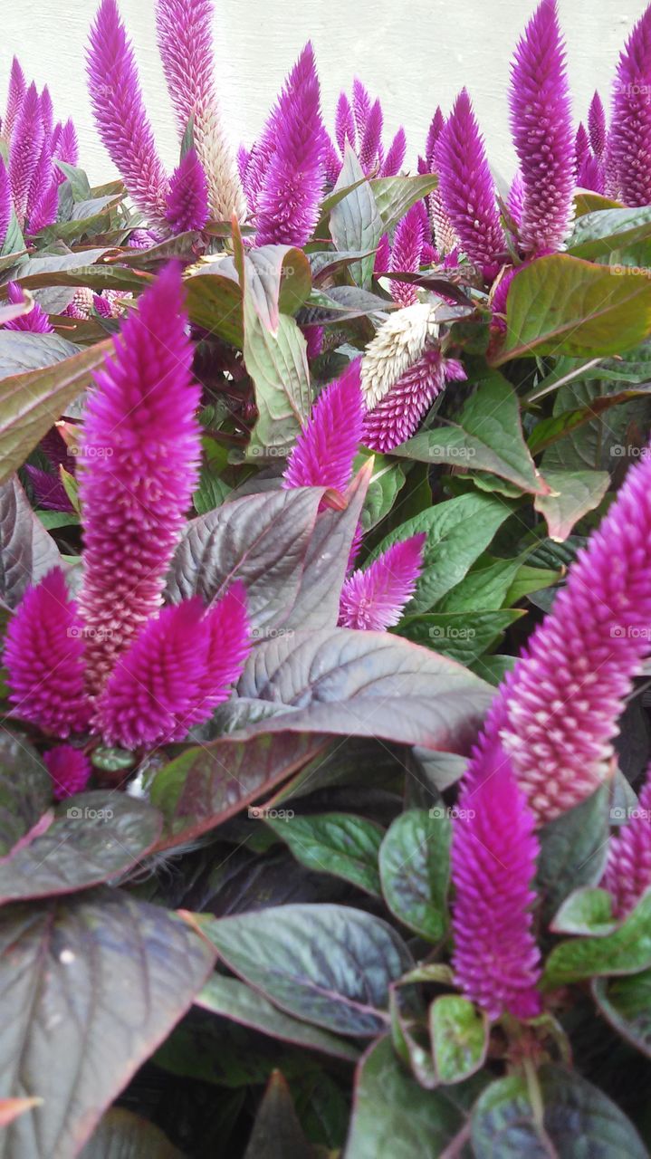 Hot Pink Celosia. hot pink flowers