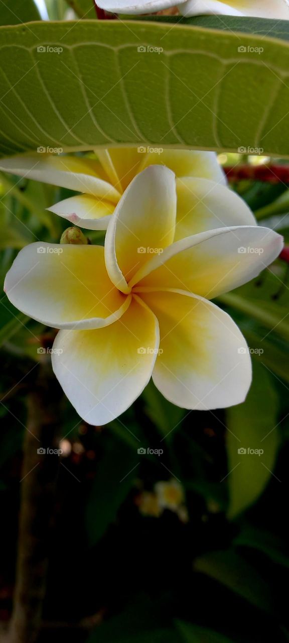 Plumeria rubra