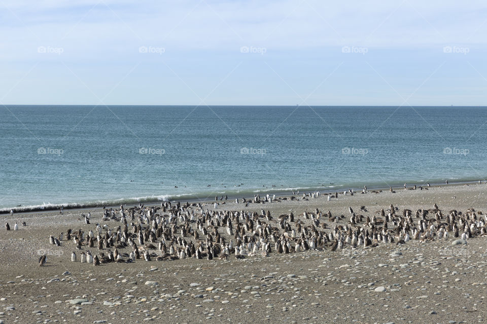 Pinguenera Faro Cabo Virgenes.