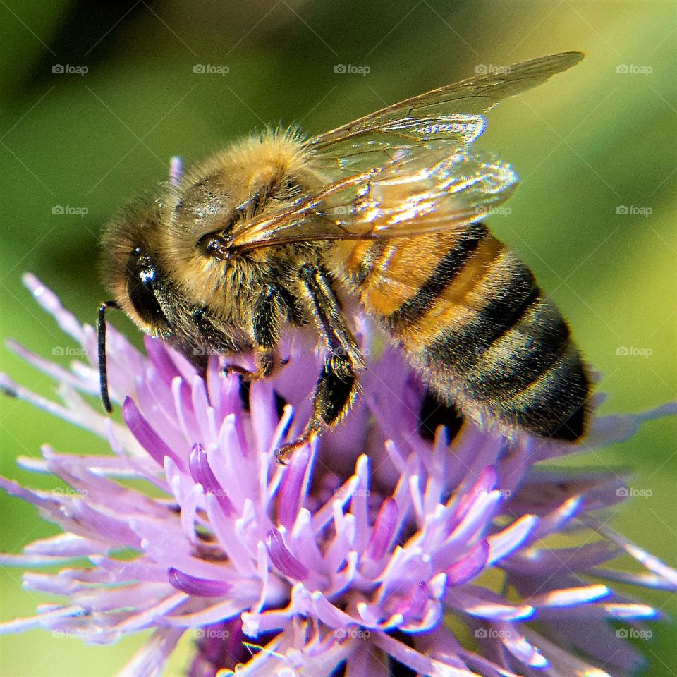 Honey bee on a purple flower