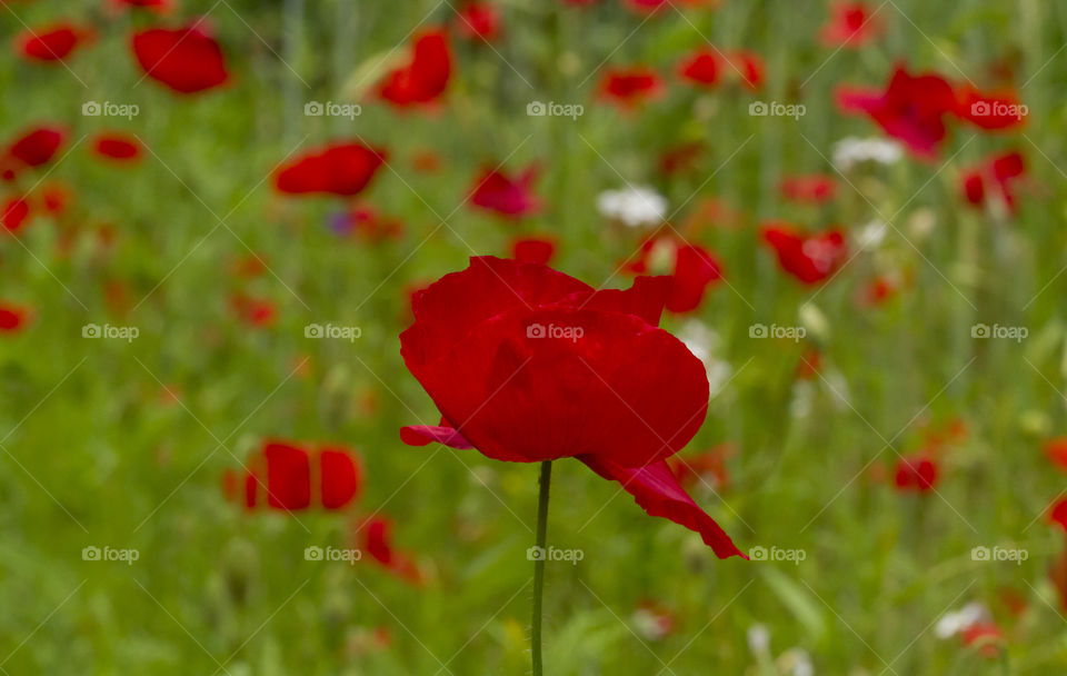 Red poppies