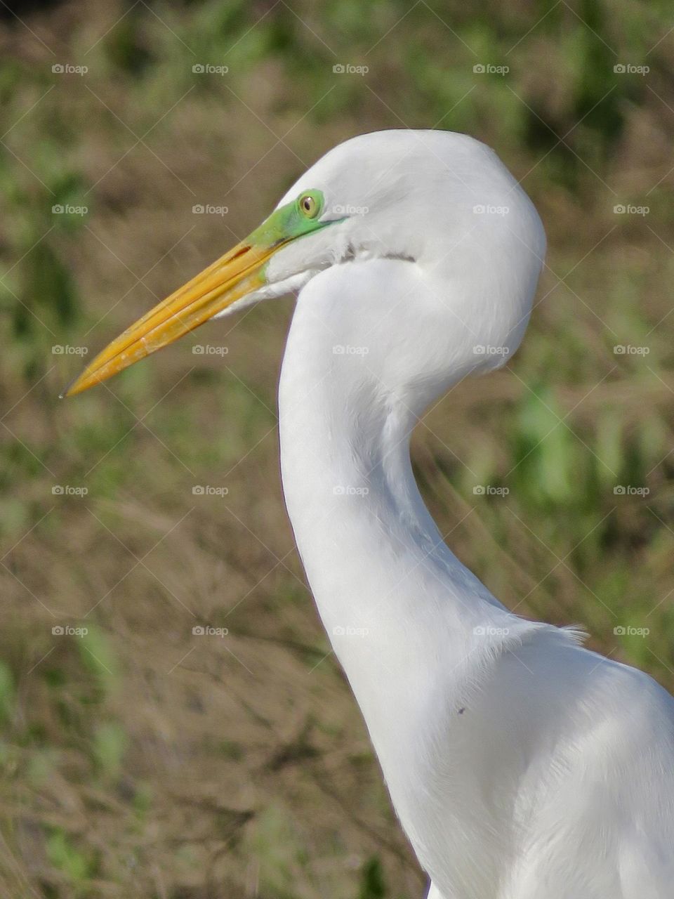 White Crane