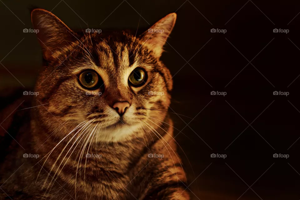 cat