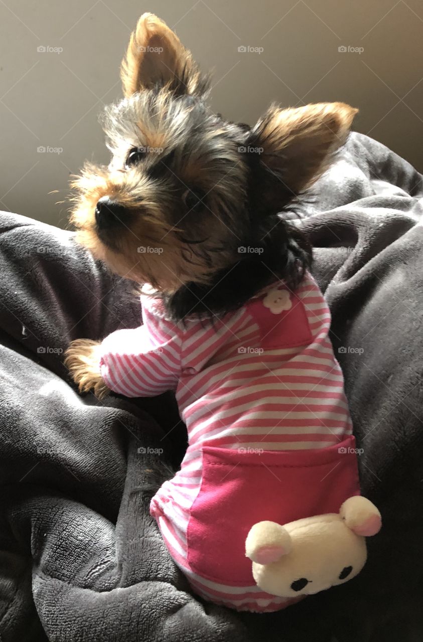 Maisy in pajamas 