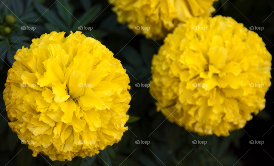 brighton england flowers garden yellow by cmosphotos