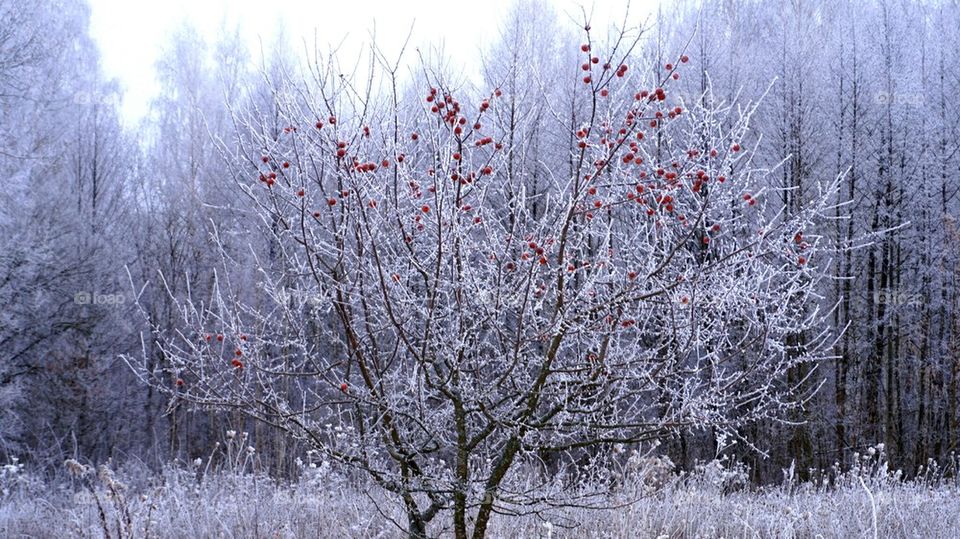 tree#snow#apples#nature