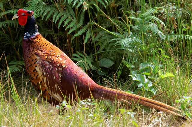 Male Pheasant on grass with fern in the background