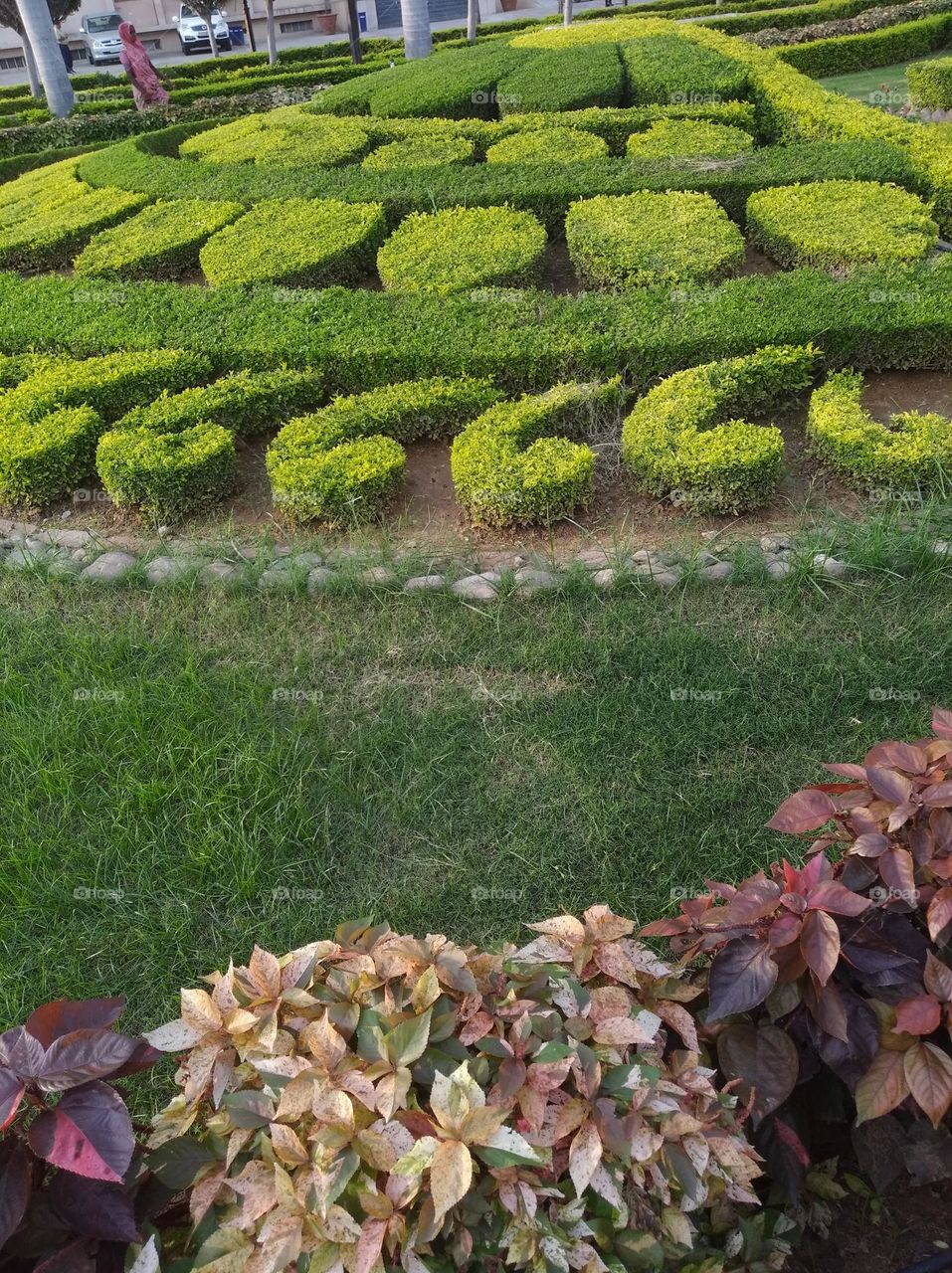 green shurb with a pattern small size looks very beautiful generally found everywhere seasonal