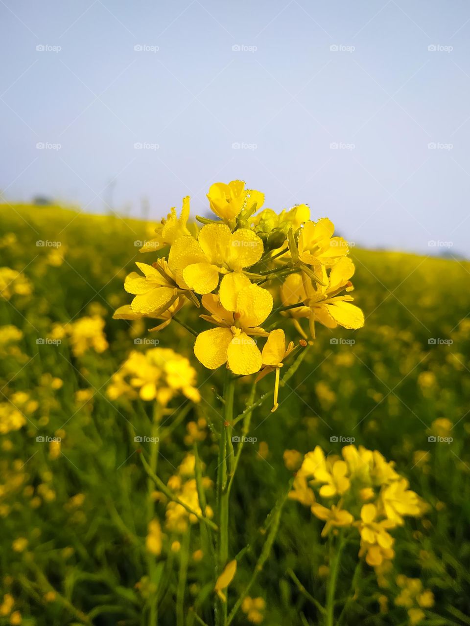 A fresh mustard flower with dew drop on blurred background