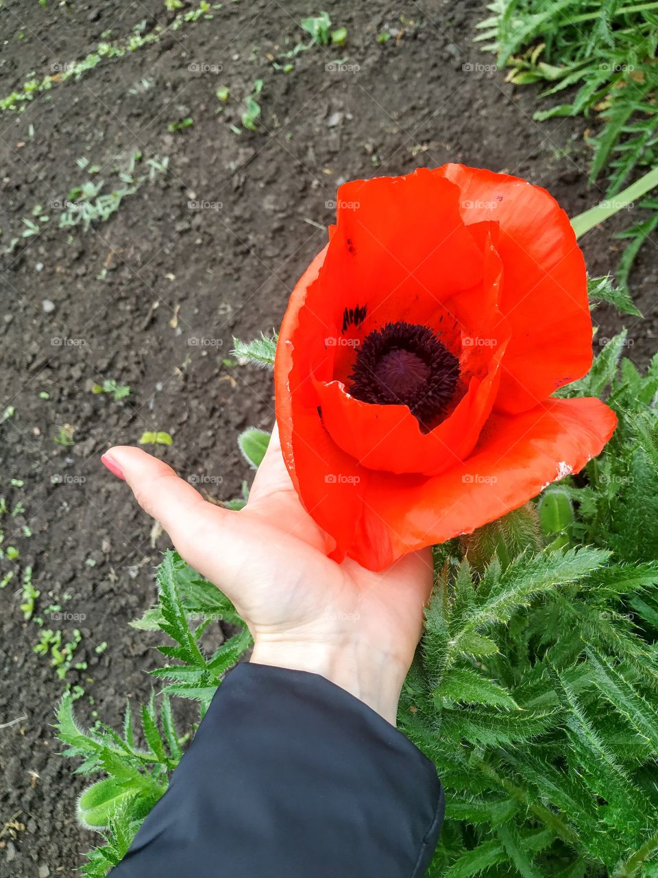 A huge poppy flower