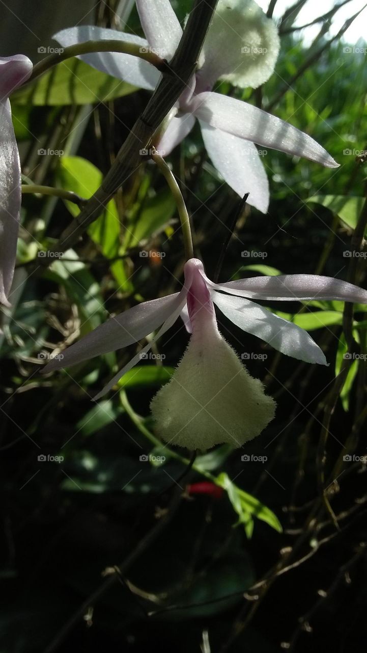 garden flowers captured