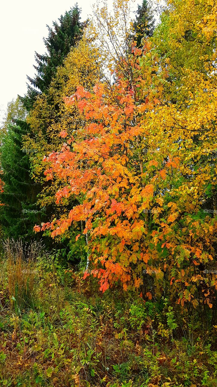 Beautiful autumn tree