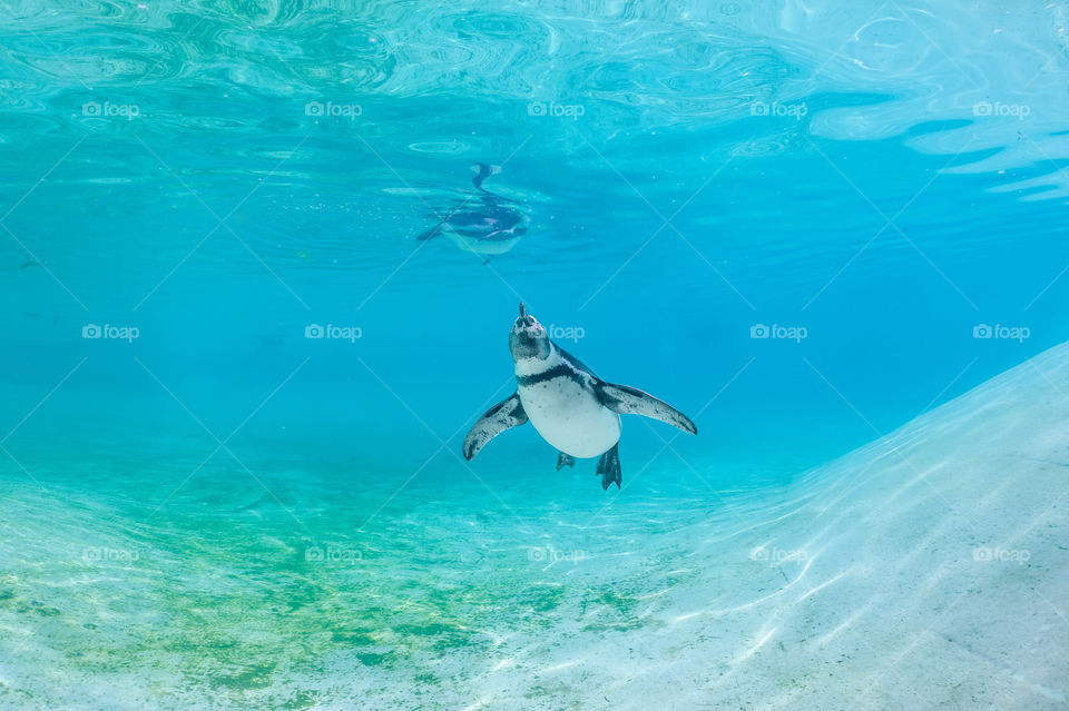 Humboldt penguin underwater.