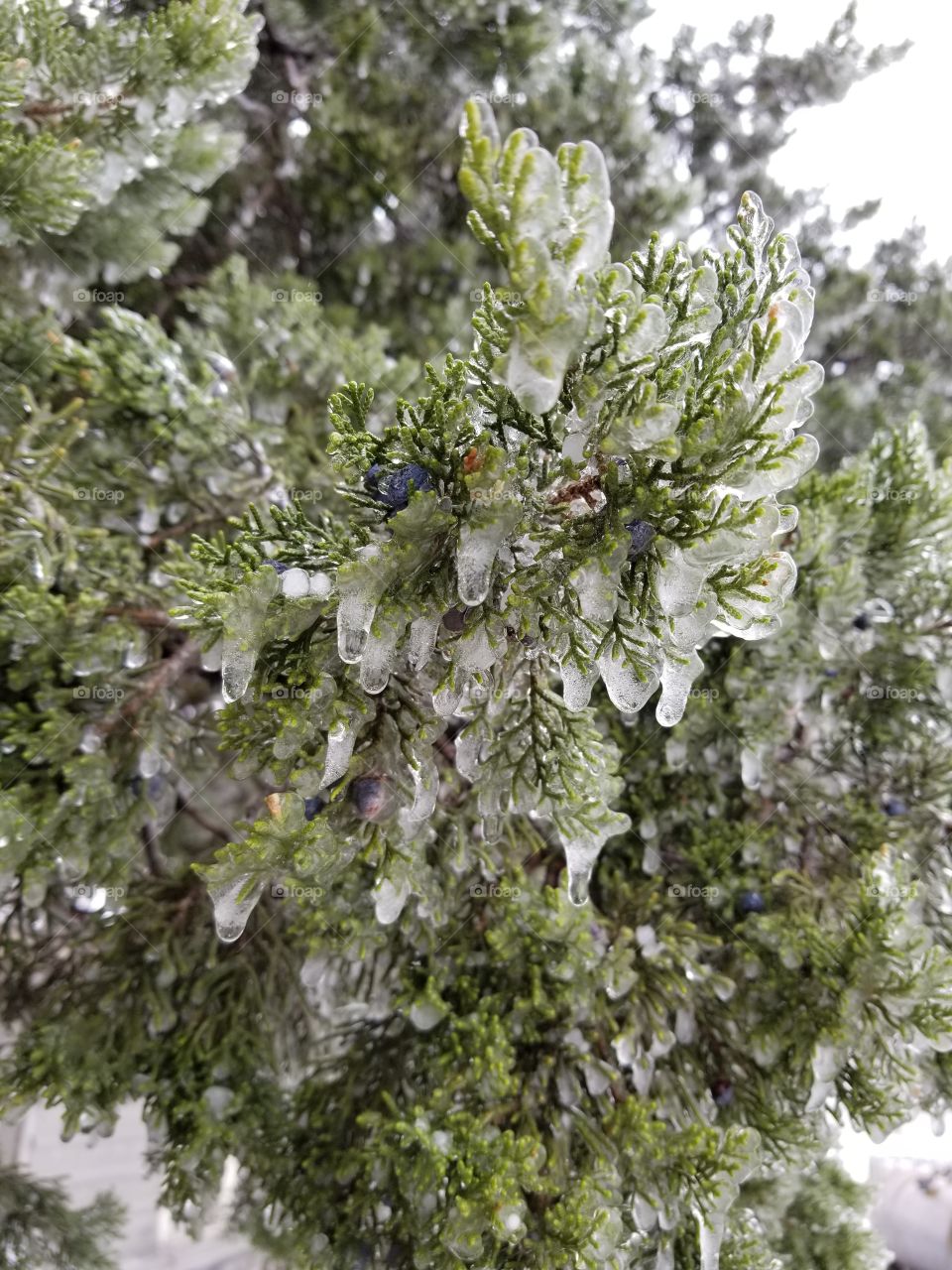 frozen evergreen