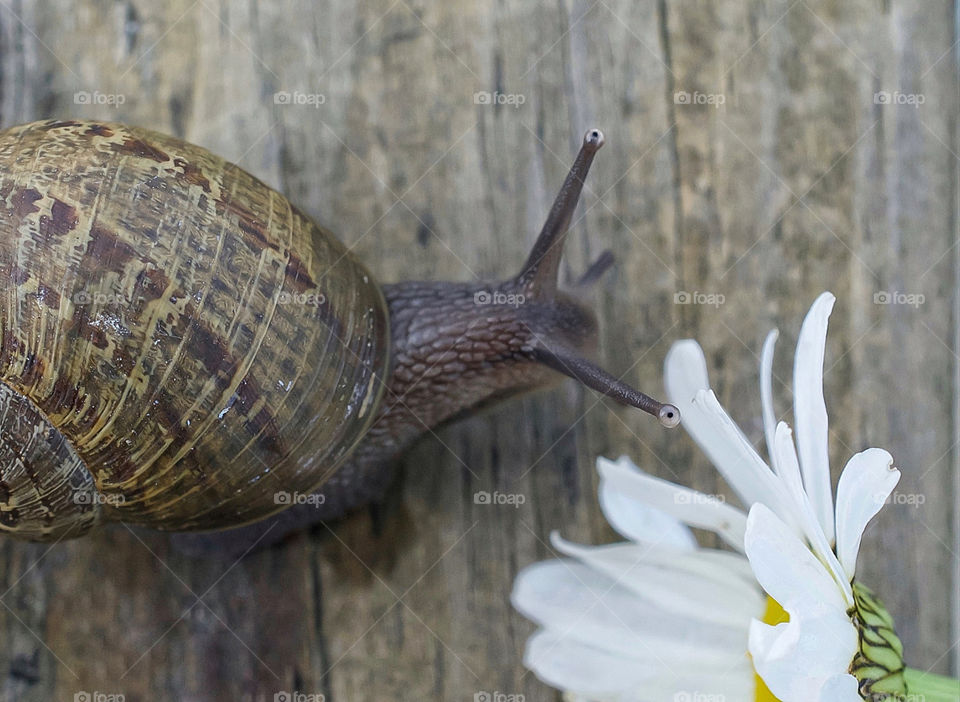 Snail with flower