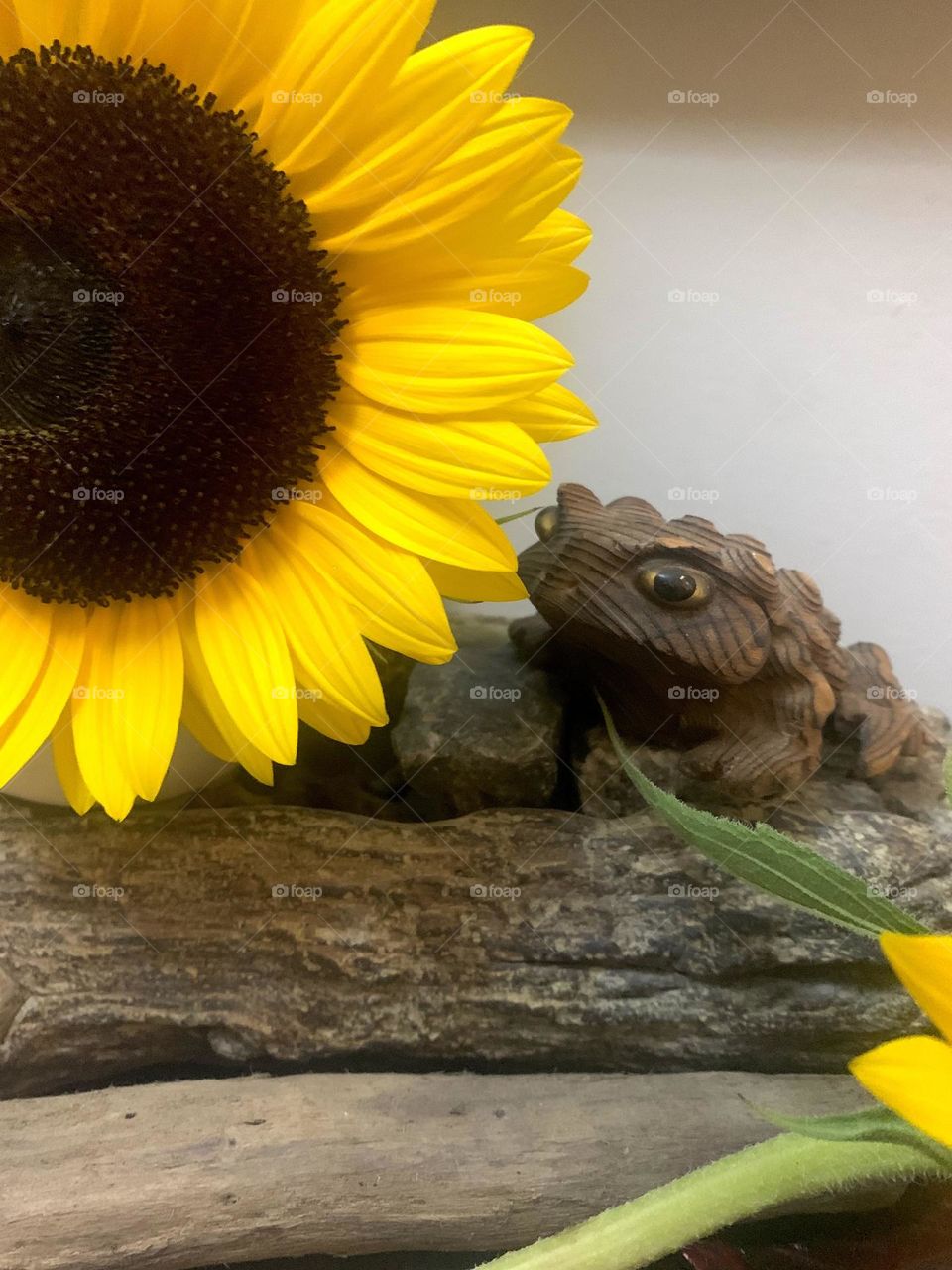 Burst of yellow sunflower and toad on a log 