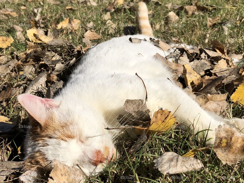 Cat relaxing in leaves