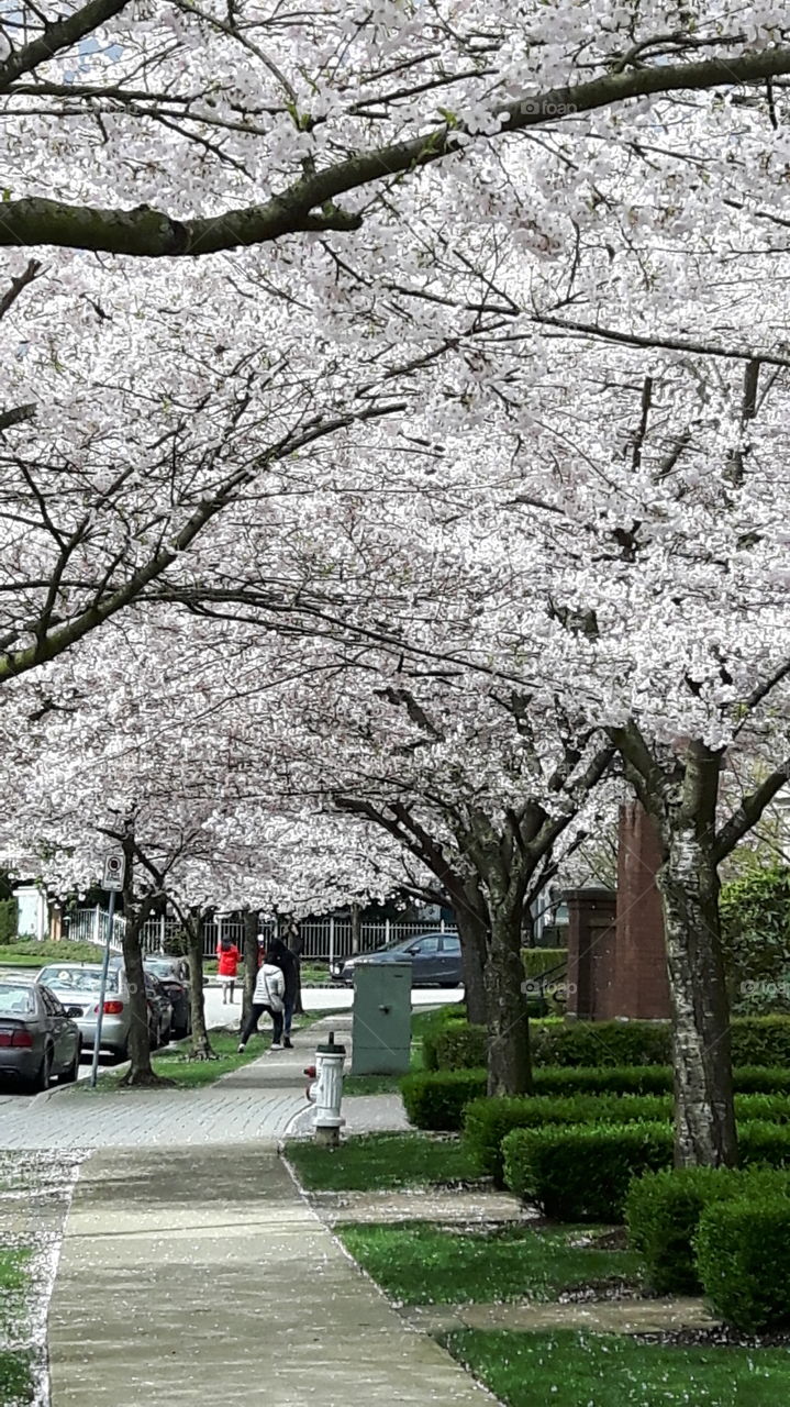 white fire hydrant on a sidewalk with beautiful white cherry blossoms overheads