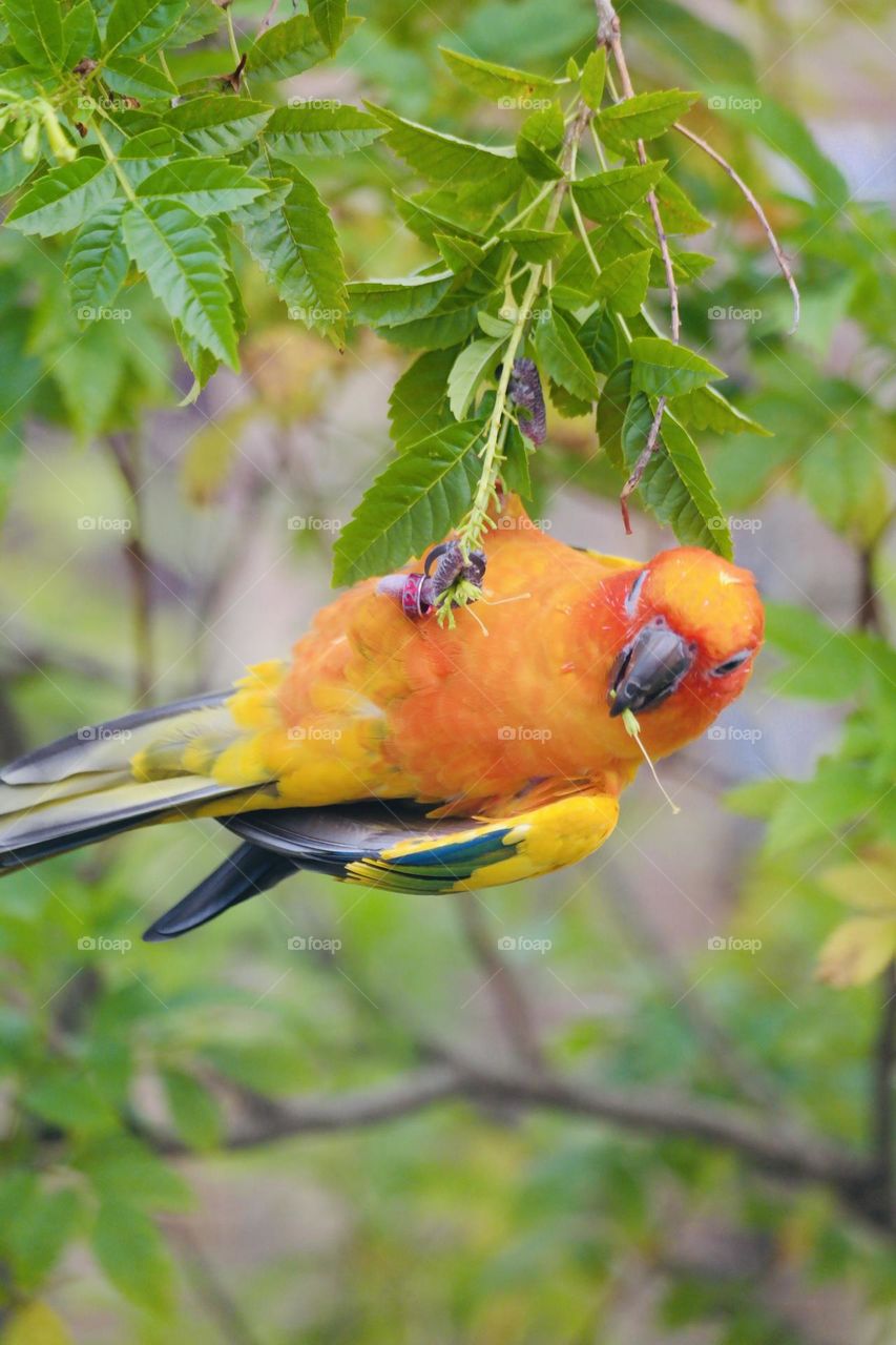 Birds and bees beauty 