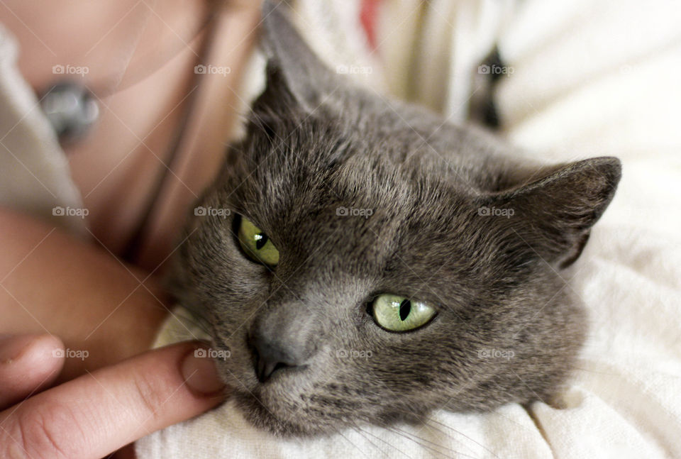 Cat's eyes close up, cat head, a portrait