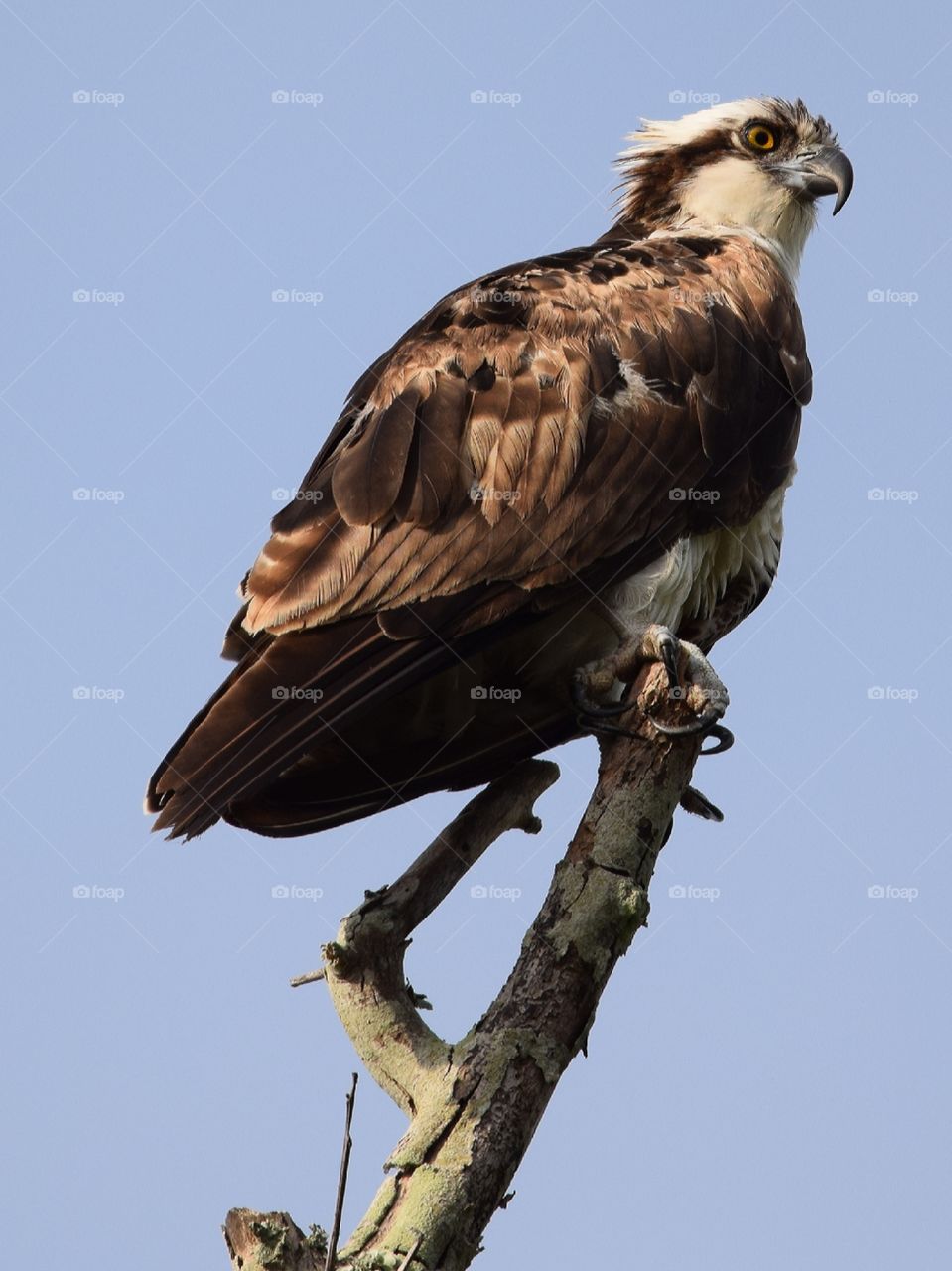 Osprey looking out over the water for some breakfast