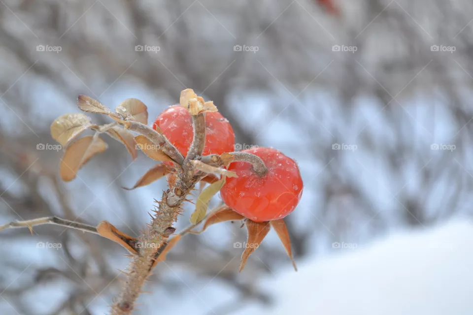 шиповник