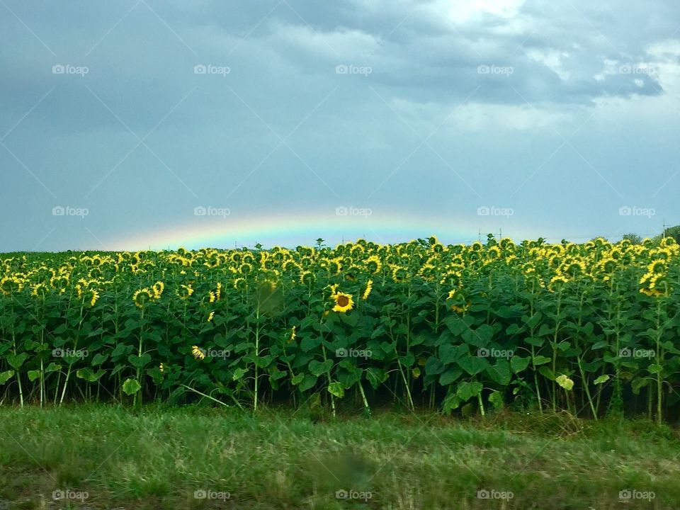 Rainbow over sunflower field