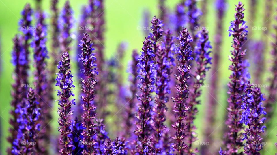 Purple flowers