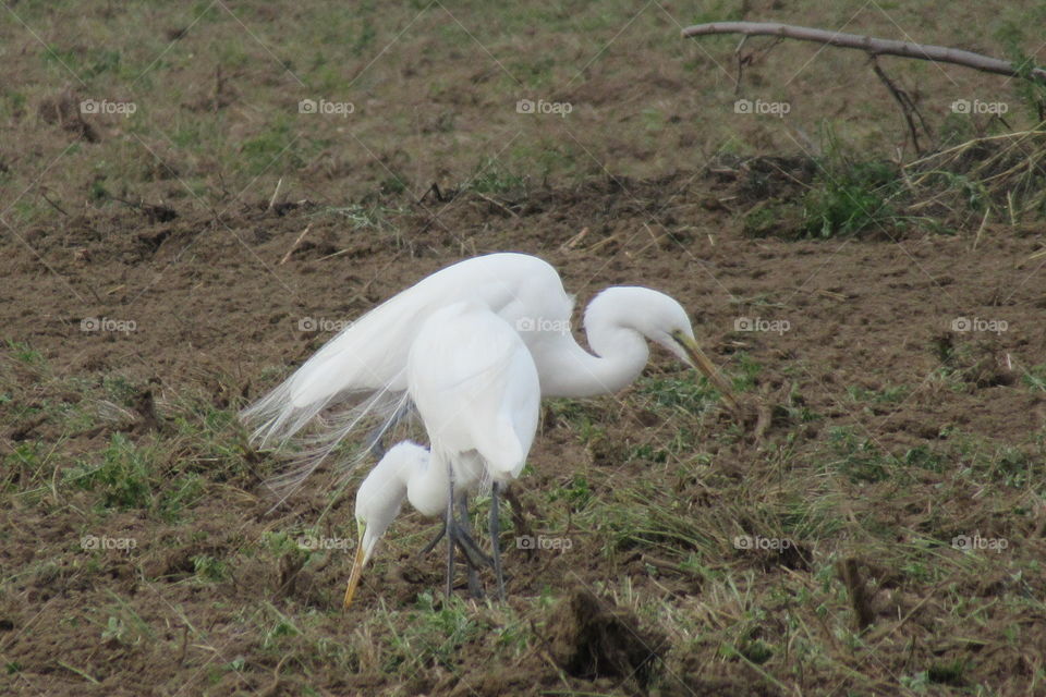 White cranes