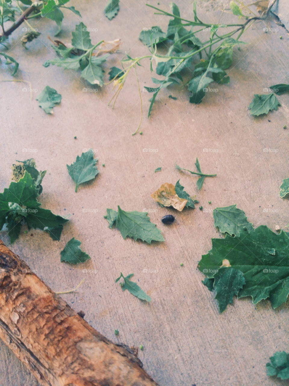 Rolly Home. my sons new habitat he made