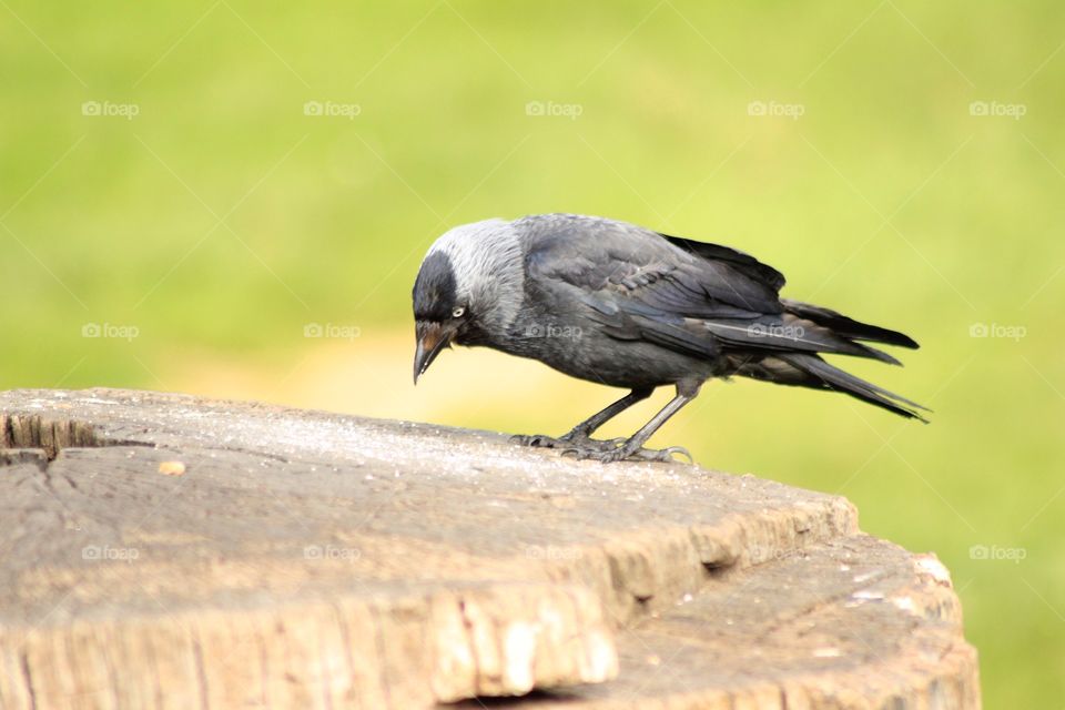 Inquisitive crow