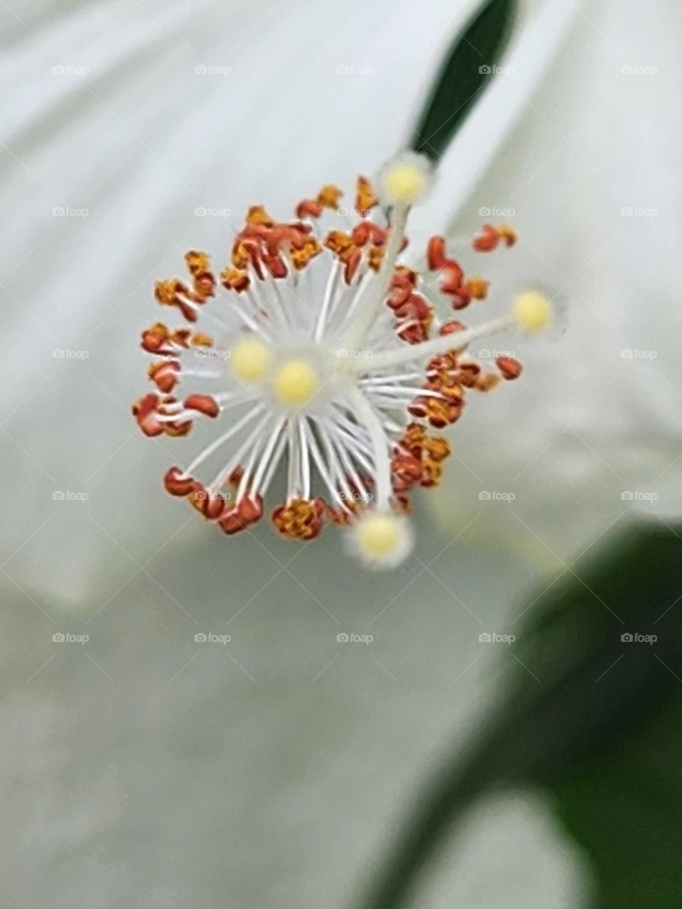 stigma of white hibiscus