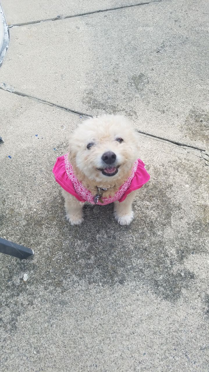Bichon Poodle wearing dress and smiling