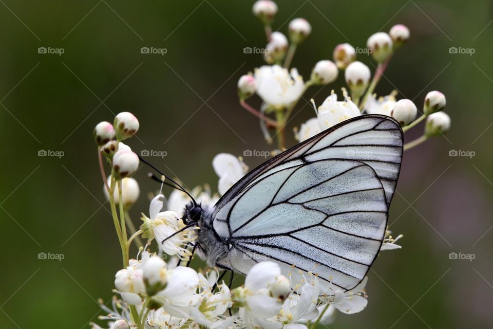 Close-up of butterfly on white flower